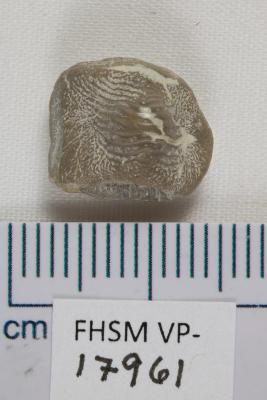 FHSM VP-17961