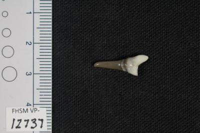 FHSM VP-12373