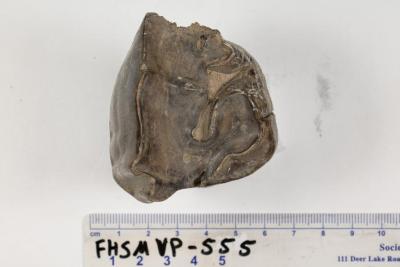 FHSM VP-555