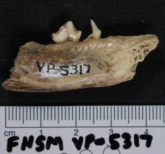 FHSM VP-5317