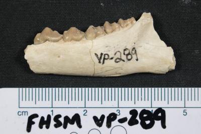 FHSM VP-289