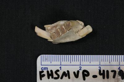 FHSM VP-4179