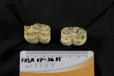 FHSM VP-3681