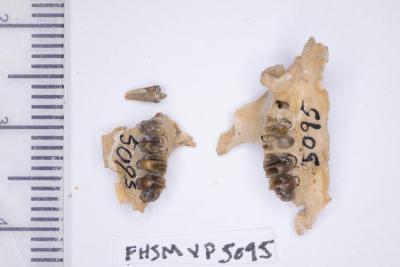 FHSM VP-5095