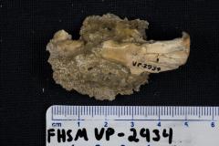 FHSM VP-2934