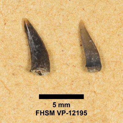 FHSM VP-12195