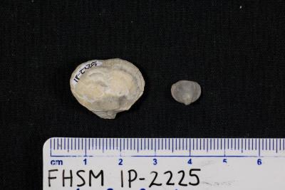 FHSM IP-2225