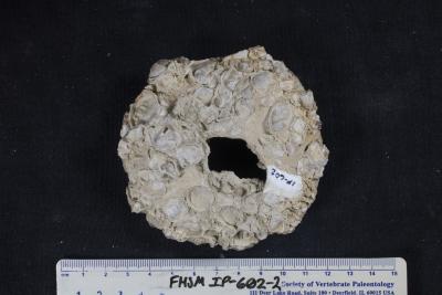 FHSM IP-602-2