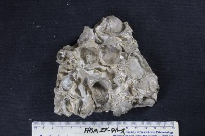 FHSM IP-711-2