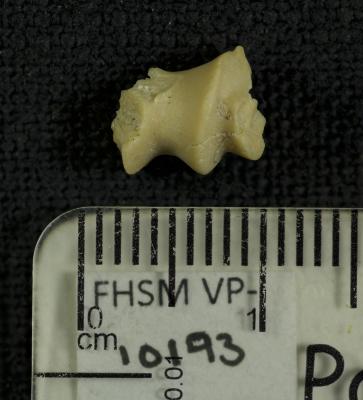 FHSM VP-10193