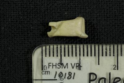 FHSM VP-10181