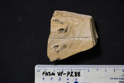 FHSM VP-7288