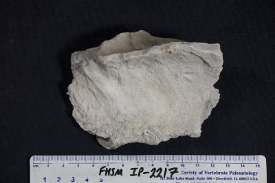 FHSM IP-2217