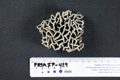 FHSM IP-429
